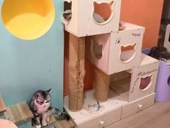 -Bastet sally猫舍购宠(静安店)
