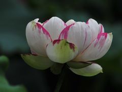 -陈家山荷花公园