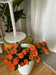 -Lily纤美·科技减脂中心