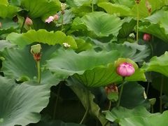 -荷塘月色湿地公园·向阳花洲