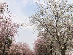 -海珠湖公园