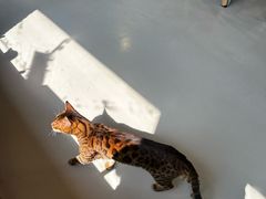 -豆逗聊愈猫阁Easy Life