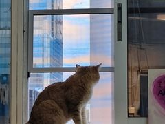 -Heymao猫咖.咖啡厅(东门店)