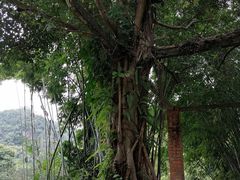 -南宁良凤江国家森林公园