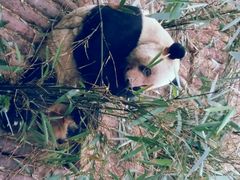 android_upload_pic-成都大熊猫繁育研究基地