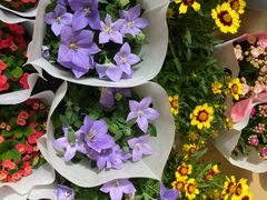 -双季花艺园艺市场(浦东店)