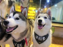 -Husky Go! 哈士奇体验馆·宠物咖啡厅狗咖