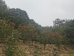 -大雁山风景区