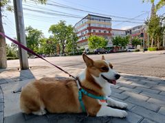 -宠福鑫康馨动物医院·骨科·眼科