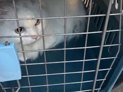 -动物缘宠物医院·骨科·猫科(西二环店)