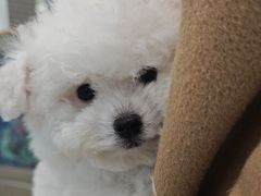 -翊宠yipet猫狗购宠庄园犬舍•猫舍