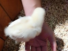 -萌宠奇缘