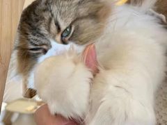 -More Fun猫咖 二十只万元加菲主题