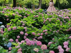 -上海共青森林公园