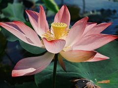 -厦门园林博览苑