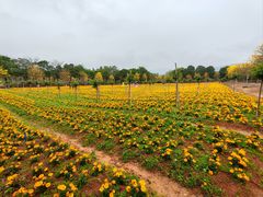 -天适樱花悠乐园