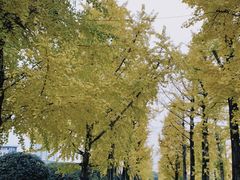 -百林公园-两江幸福广场