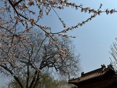 -桃花堤公园