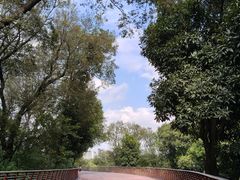 -王借岗森林公园