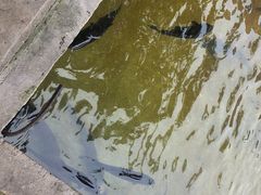 -虹鳟鱼一条街