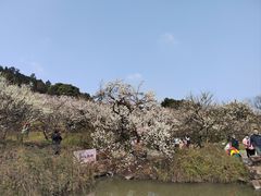 -香雪海