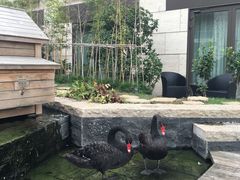 -行者书屋大堂吧 ·下午茶(南京圣和府邸酒店)