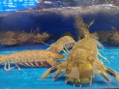 -五谷芳乳鸽王（大梅沙总店C区）(网红打卡店)