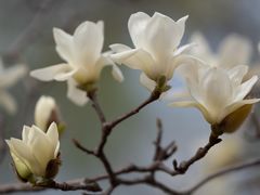 -白塘生态植物园