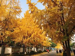 -四川大学(望江校区)