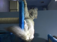 喵的天空-喵的天空名猫咖啡馆·撸猫·猫舍·用品