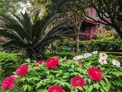 -峨眉山报国寺