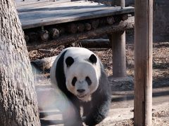 -北京动物园熊猫馆