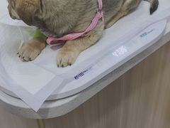 -申普宠物医院·眼科·心内科·影像科(普陀分院)
