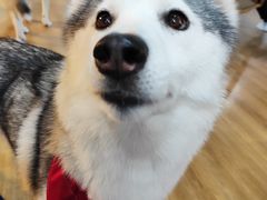 -Husky Go! 哈士奇体验馆·宠物咖啡厅狗咖
