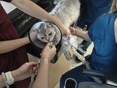 -瑞派康怡24h宠物医院·犬猫医疗中心·微创绝育(瑞景分院)