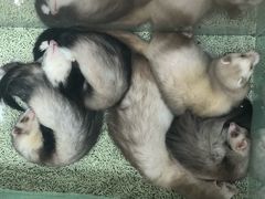 -藦茜花园宠物主题亲子互动体验馆(国顺东路店)
