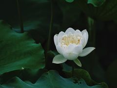 -黄兴公园