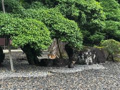 -成田山新胜寺