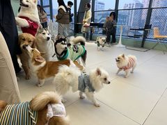 -怪兽屋·羊驼·猫咖·狗咖(俊华广场店)