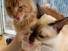 -Heymao猫咖.咖啡厅(东门店)