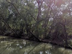 -大湾区中央湿地公园