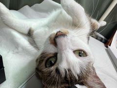 -四月宠物医院·猫专科·心脏专科·内科(转塘店)