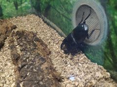 -上海大自然野生昆虫馆(东方明珠·爬宠昆虫探索中心)