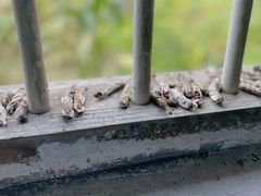 -全国青少年井冈山革命传统教育基地