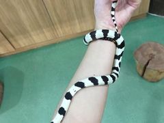 -藦茜花园宠物主题亲子互动体验馆(国顺东路店)