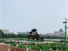 -莲花池公园