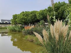 -莲花岛景区