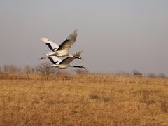 -盐城丹顶鹤湿地生态旅游区