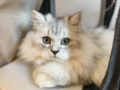 -七欣天香辣蟹火锅(上海银亿滨江店)