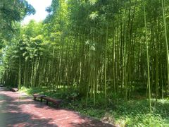 -黄海国家森林公园